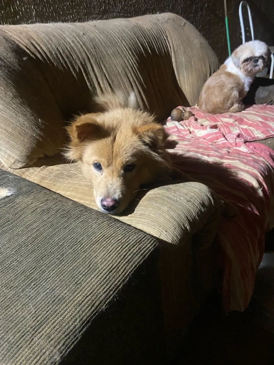 Cachorro lindo para adoção - Foto 5