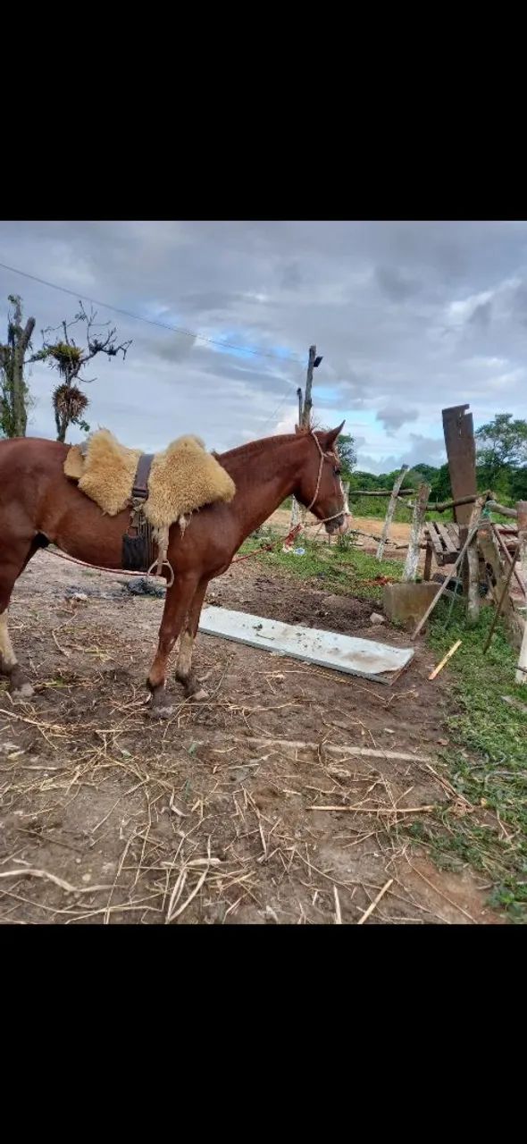 Vendo cavalo 