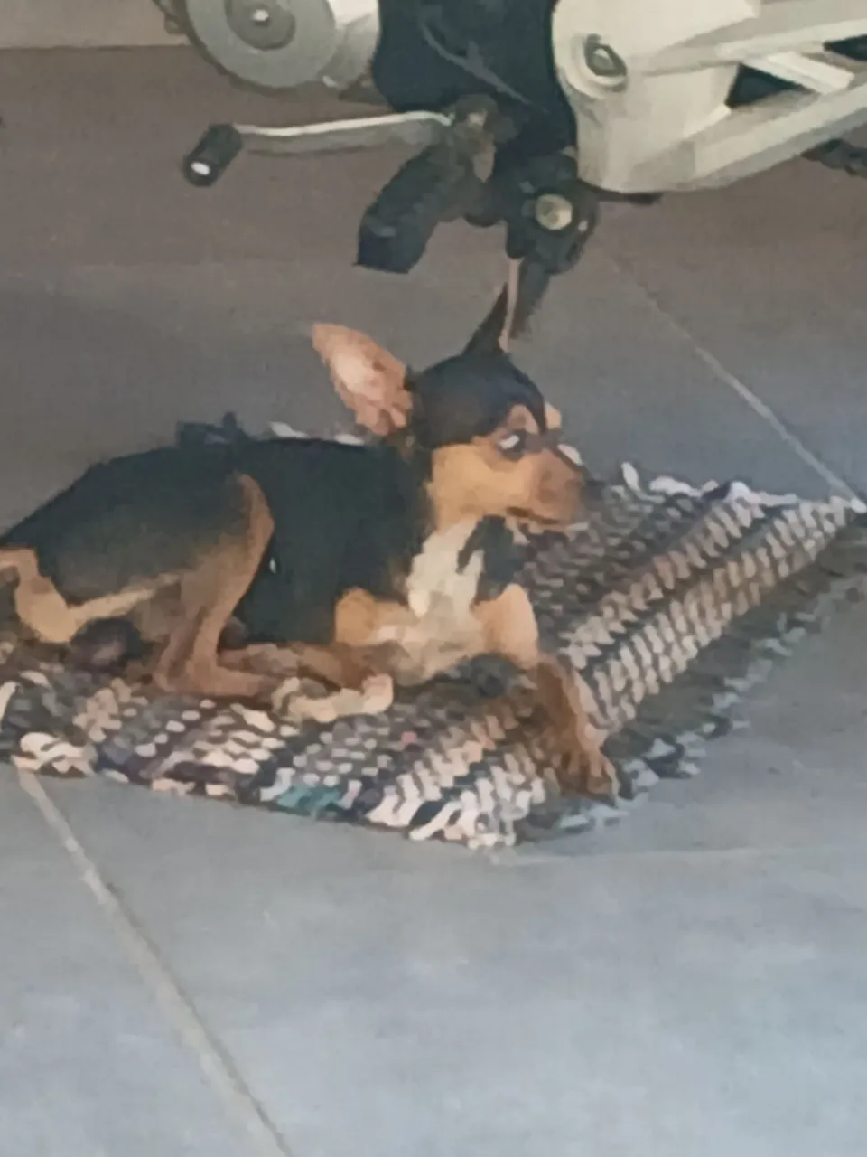 Filhote de Pinscher para venda