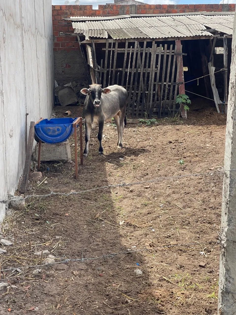 Vende-se bezerro  - Foto 2