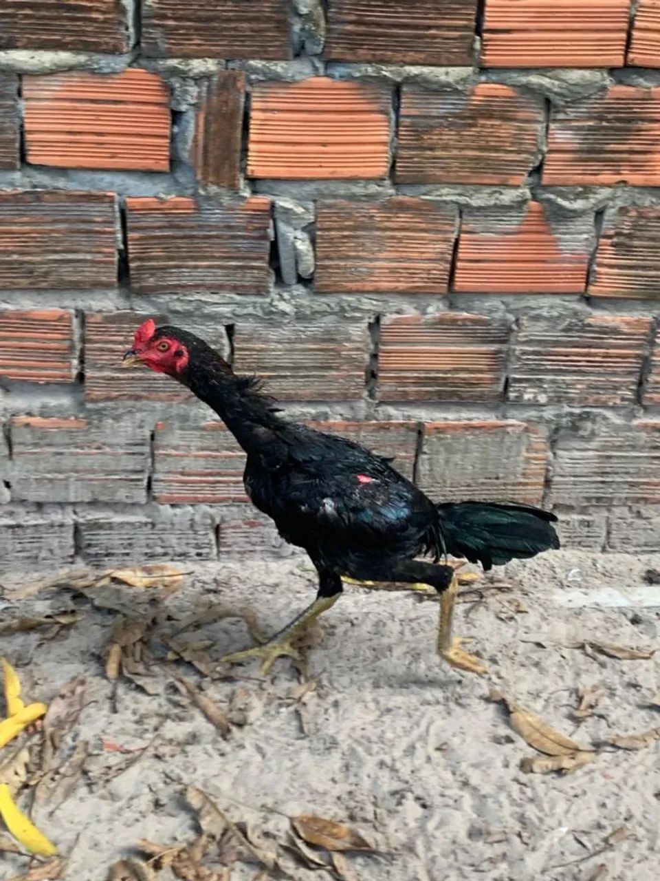 Frango carioca 