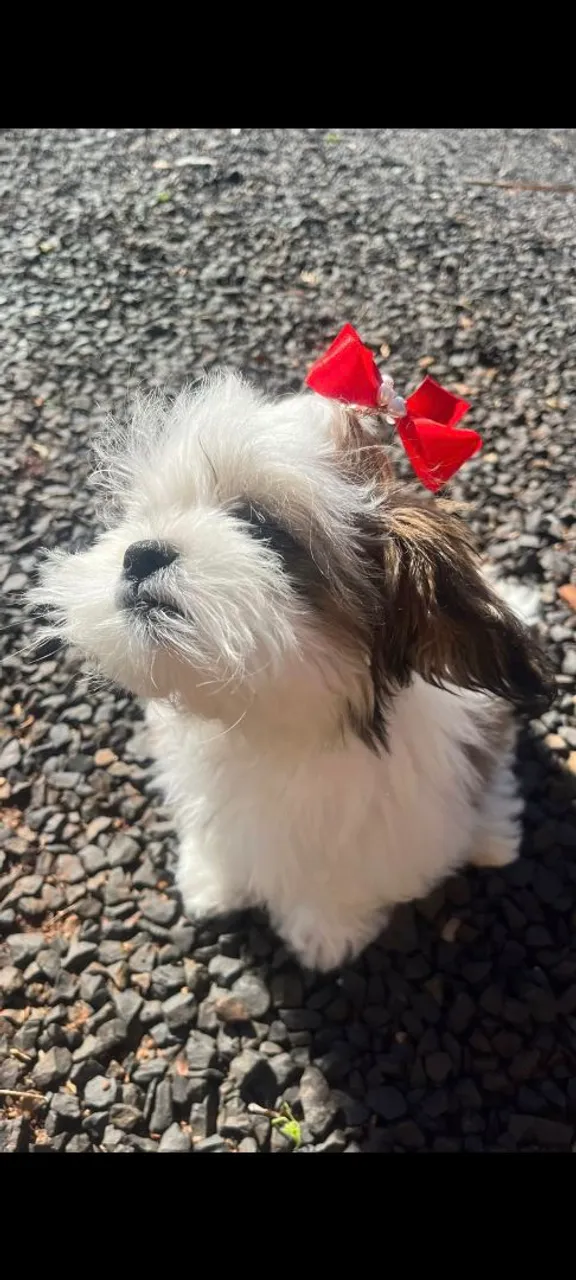 Filhote Shih Tzu fêmea Pedigree veja descrição