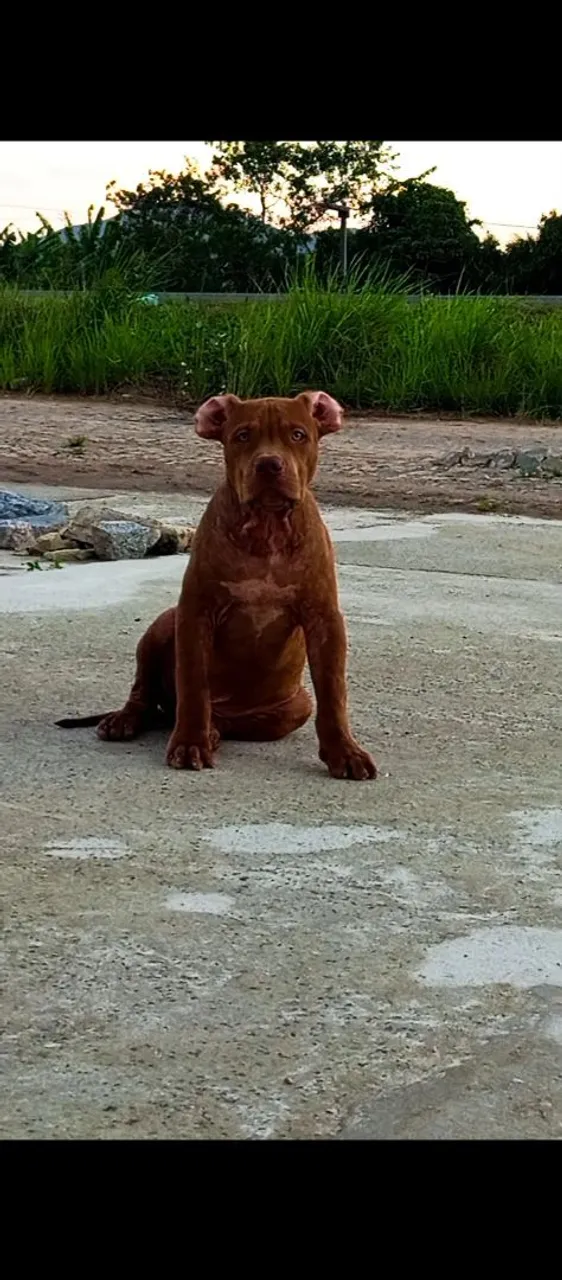 Filhote de Pitmonster 