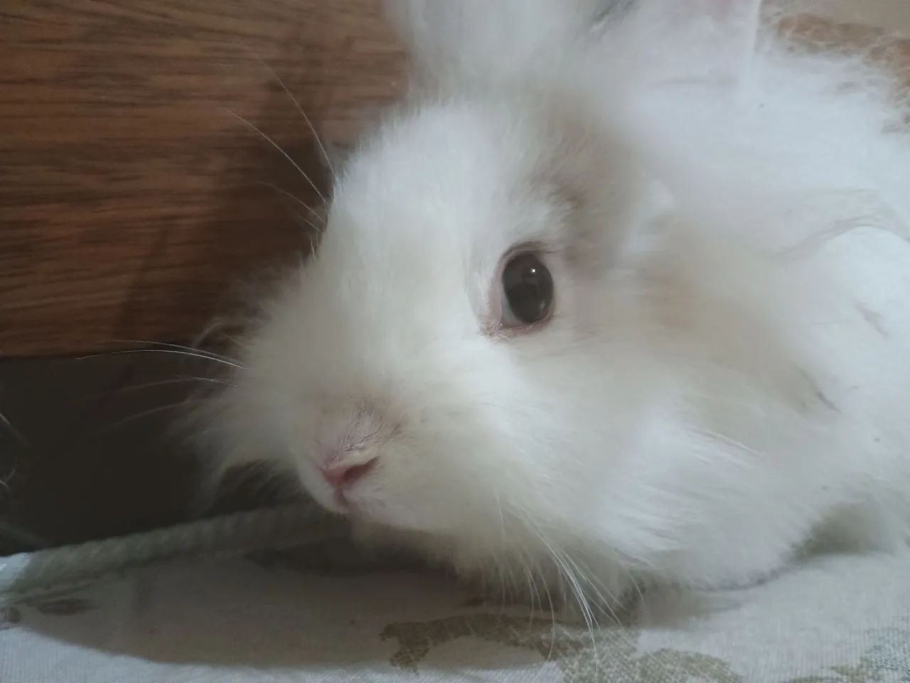 Coelhinho branco fofinho para adoção - Foto 2