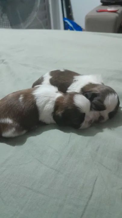 Vende-se Filhote Shih Tzu. - Foto 4