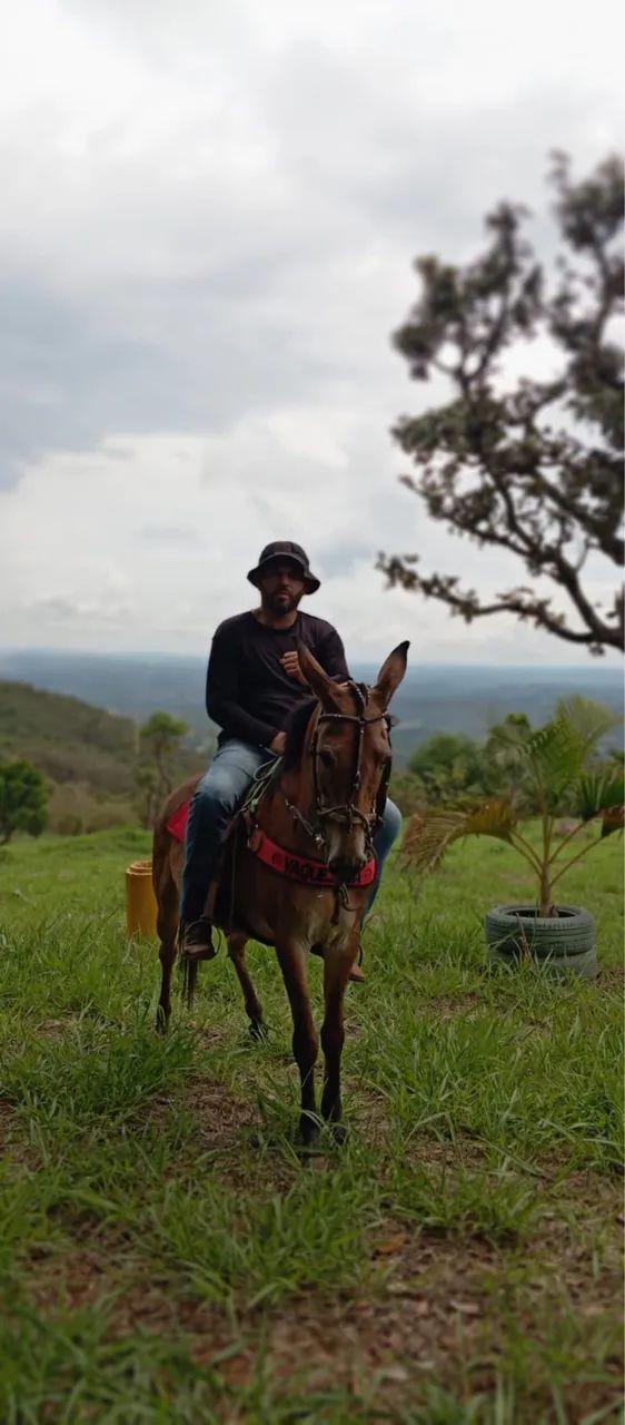 MULA DE PATRÃO  - Foto 2