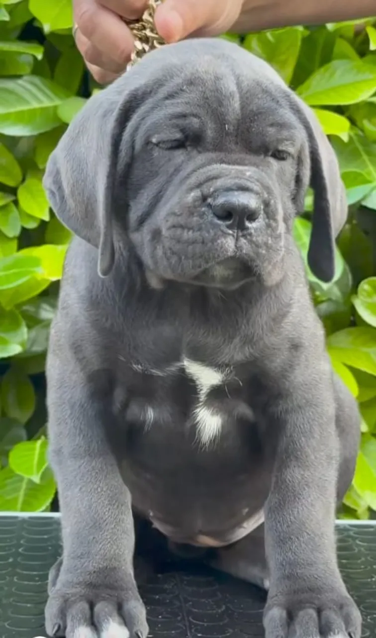 Filhote de Cane corso