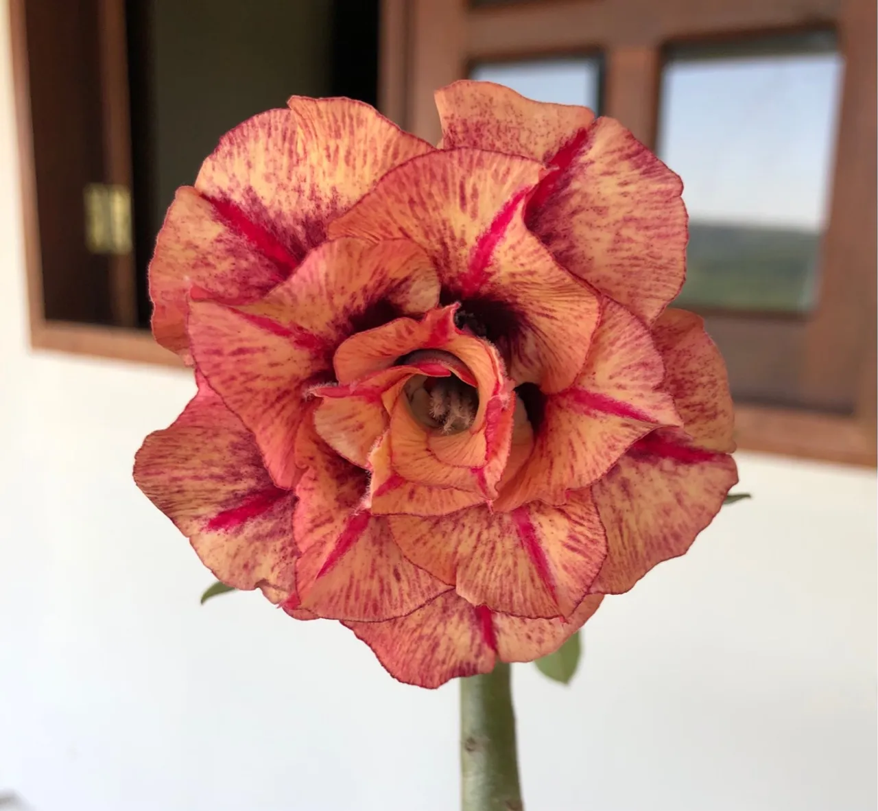 Rosa do Deserto Duquesa