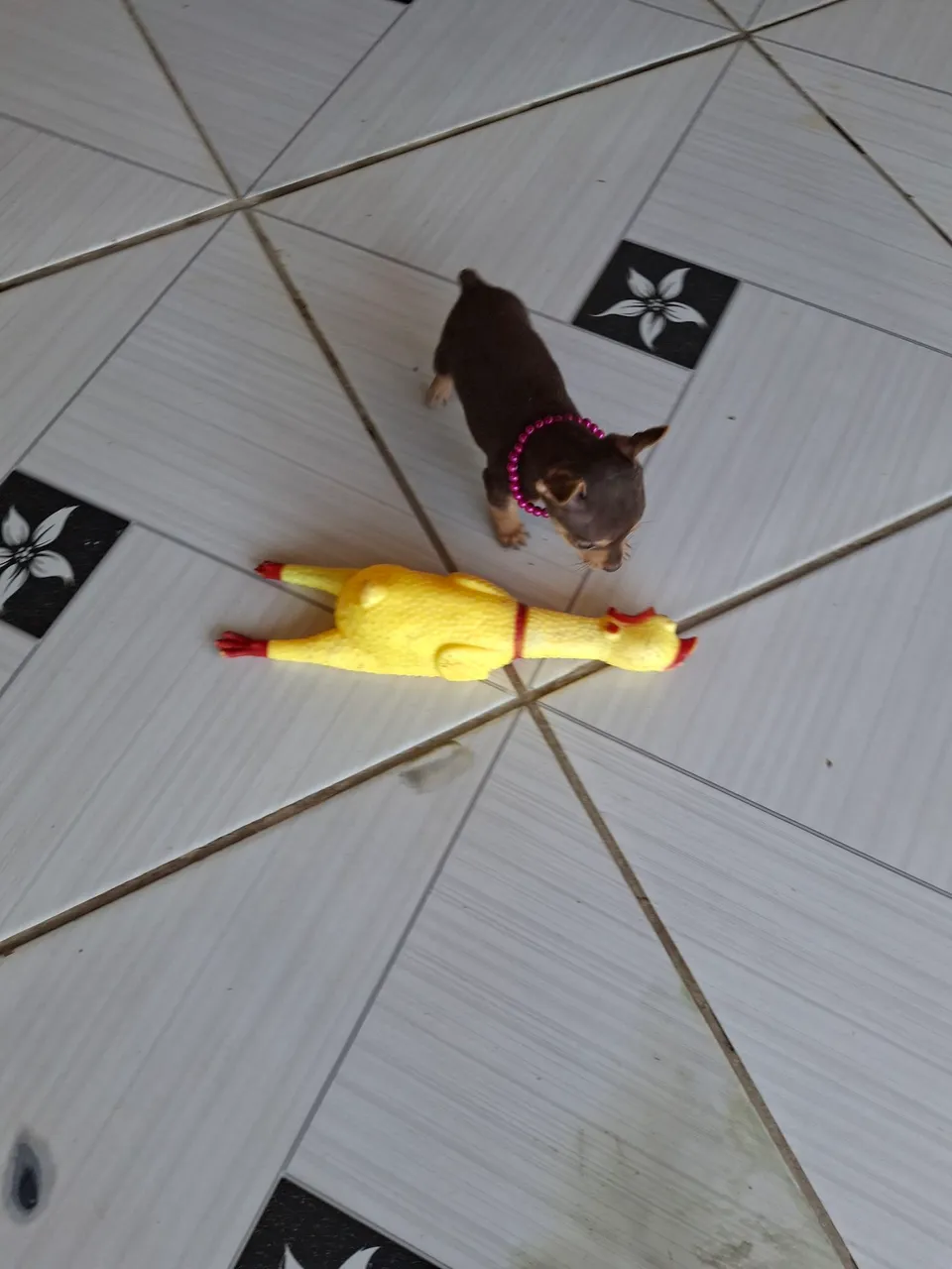 Filhote de Pinscher Miniatura à Venda