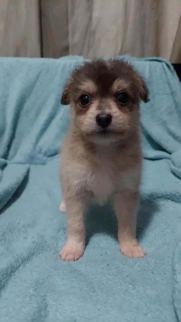 Filhotes de Poodle - 1 mês e 8 dias - Foto 4