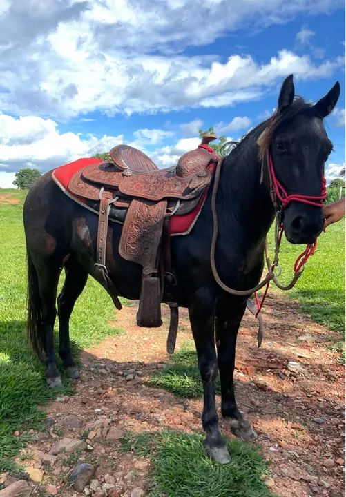 Piquira - Filho de pônei com quarto de milha buldogue 