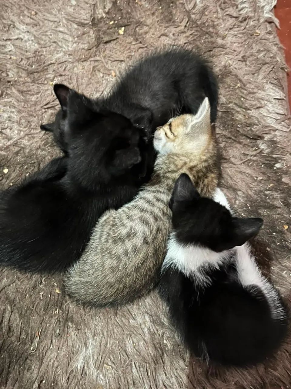 Adoção  - Foto 2