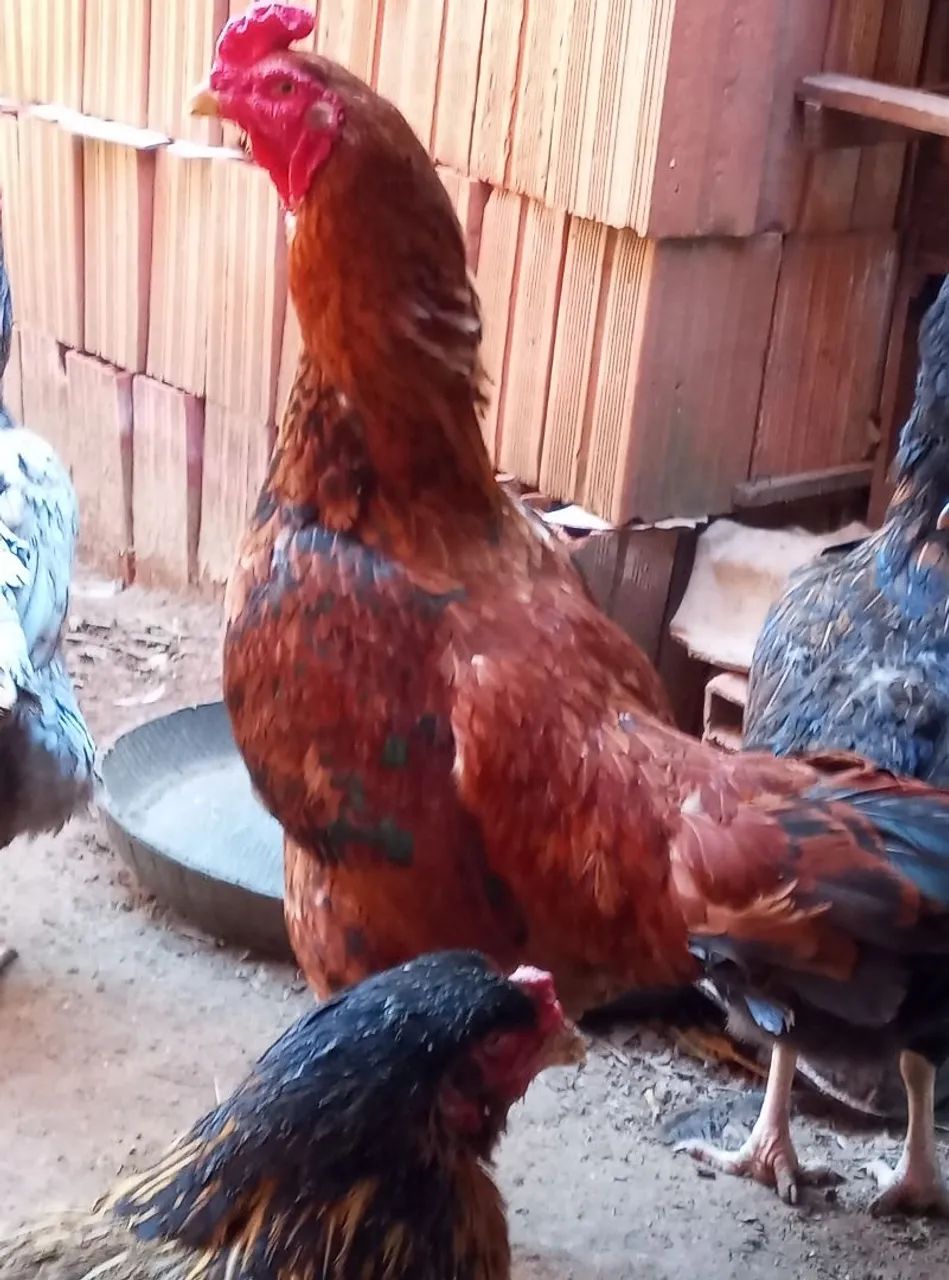 Frango caipira  - Foto 4