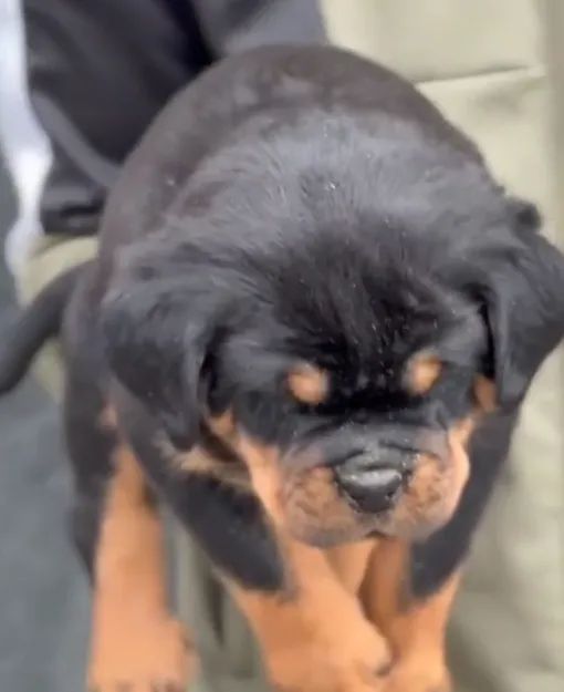 MACHOS E FÊMEAS DE ROTTWEILER - Foto 4
