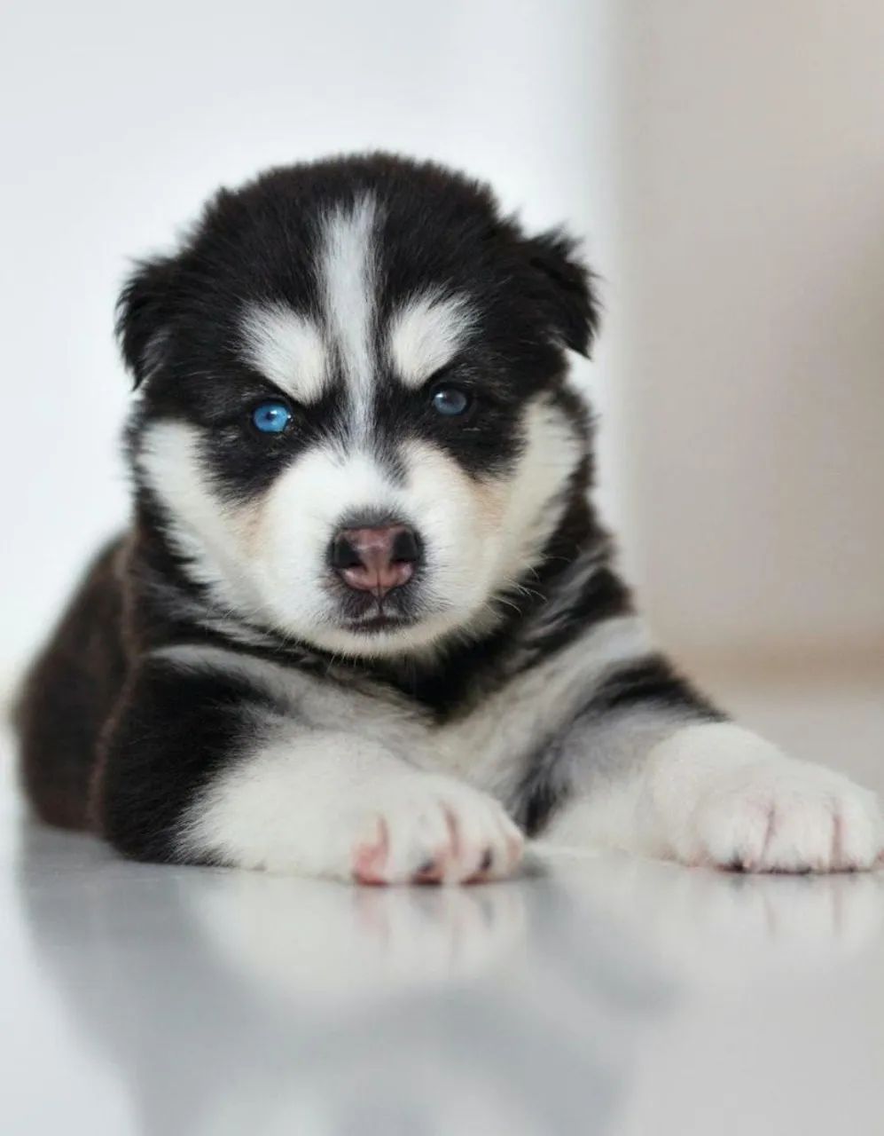 Husky siberiano 