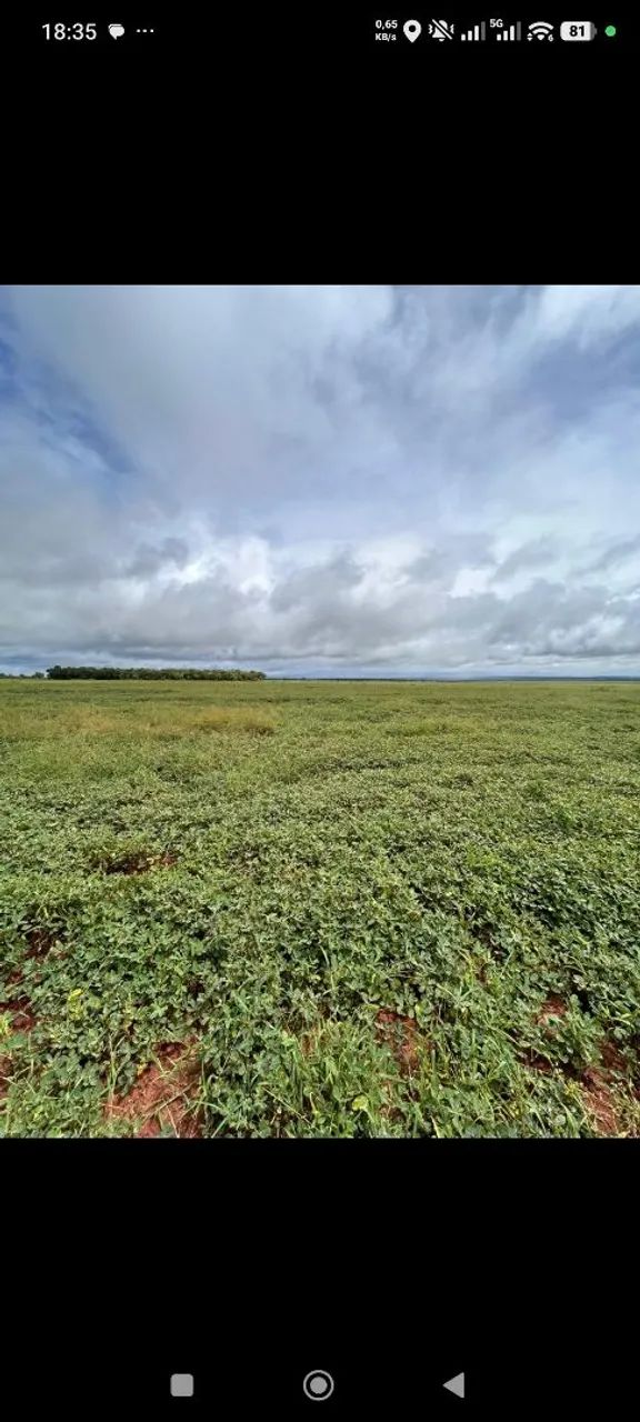 Fazenda de arrendamento 1.000 nova alvorada do sul MS. - Foto 2