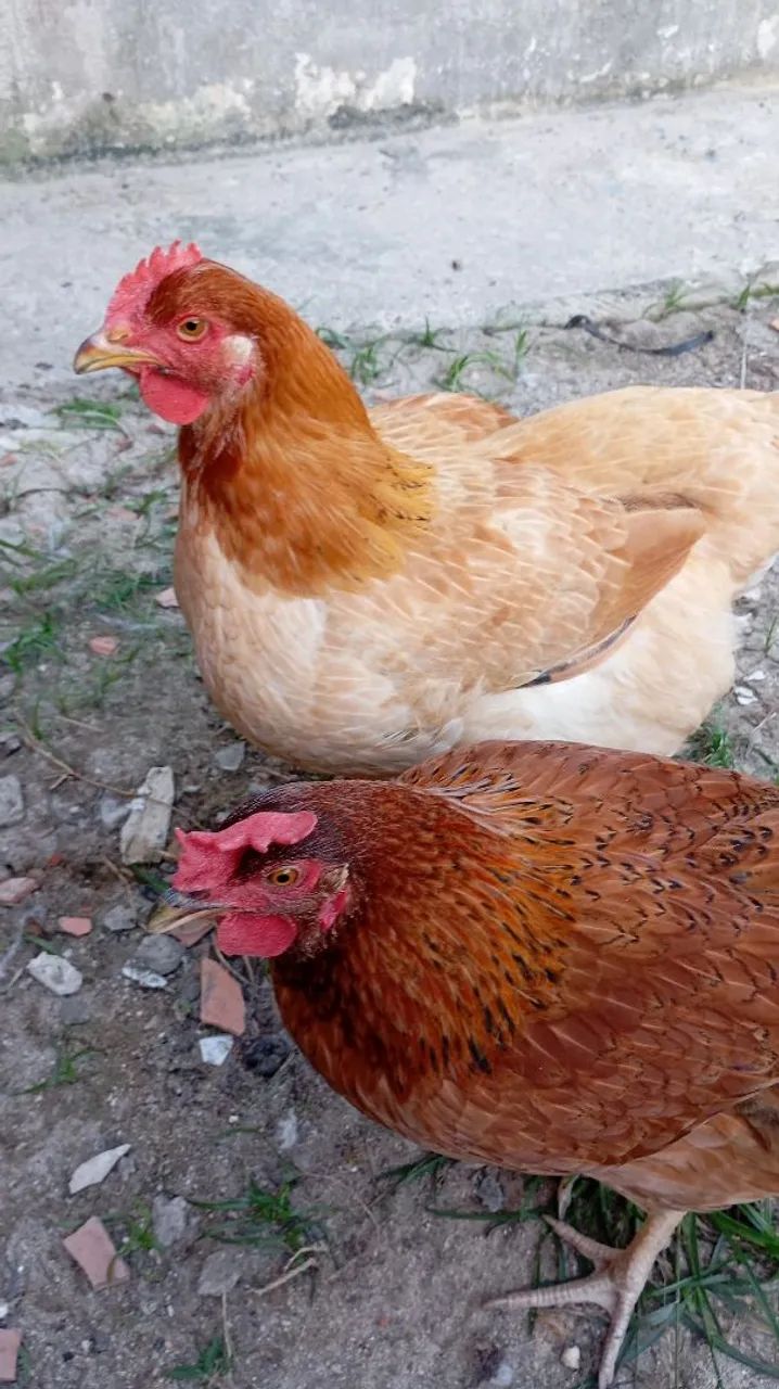 2 galinhas caipira  - Foto 4