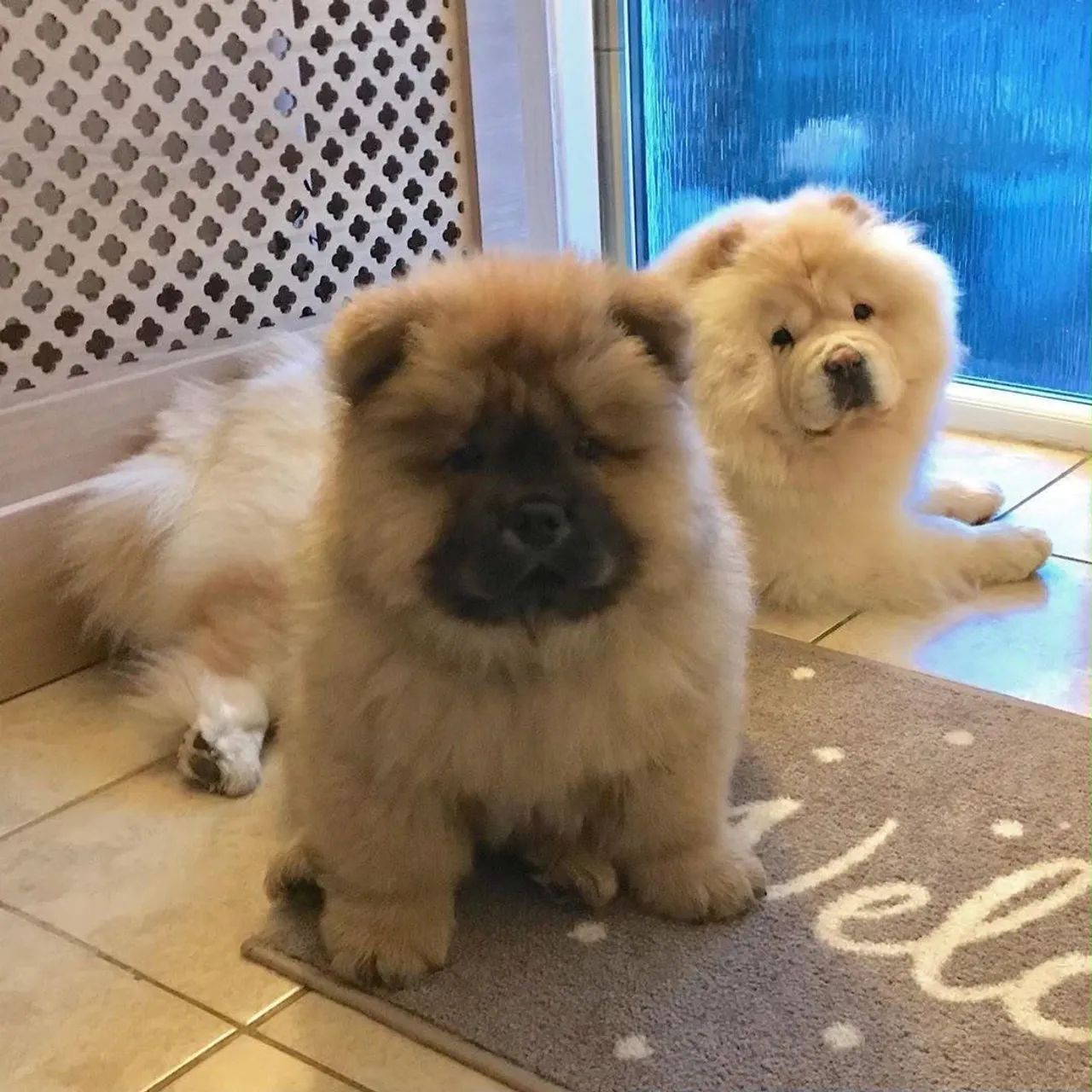 Chow Chow filhote 
