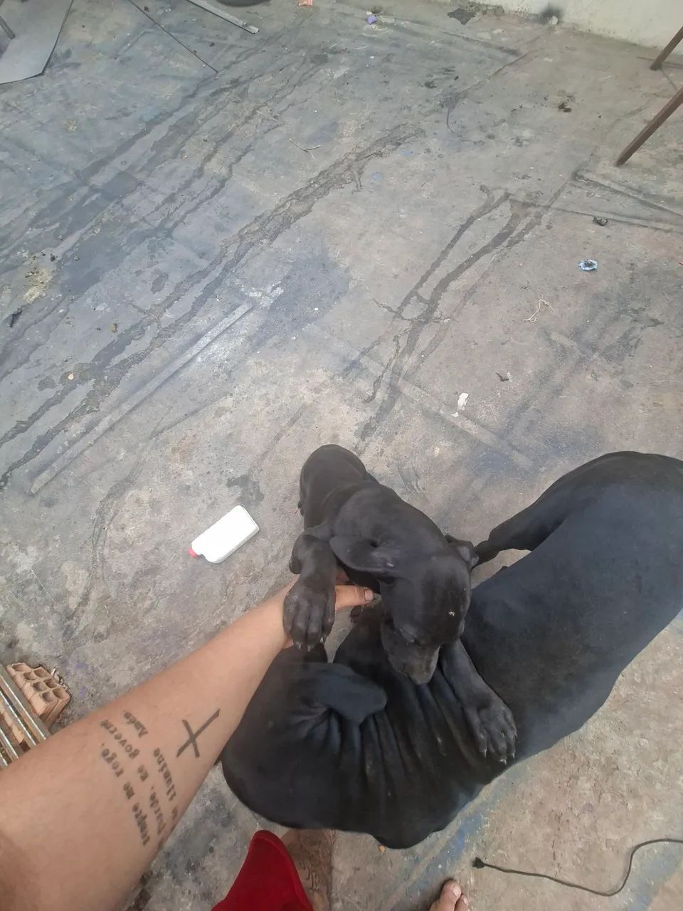 Cachorro  - Foto 5