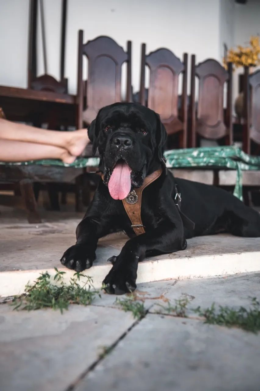 Cane Corso - Foto 2