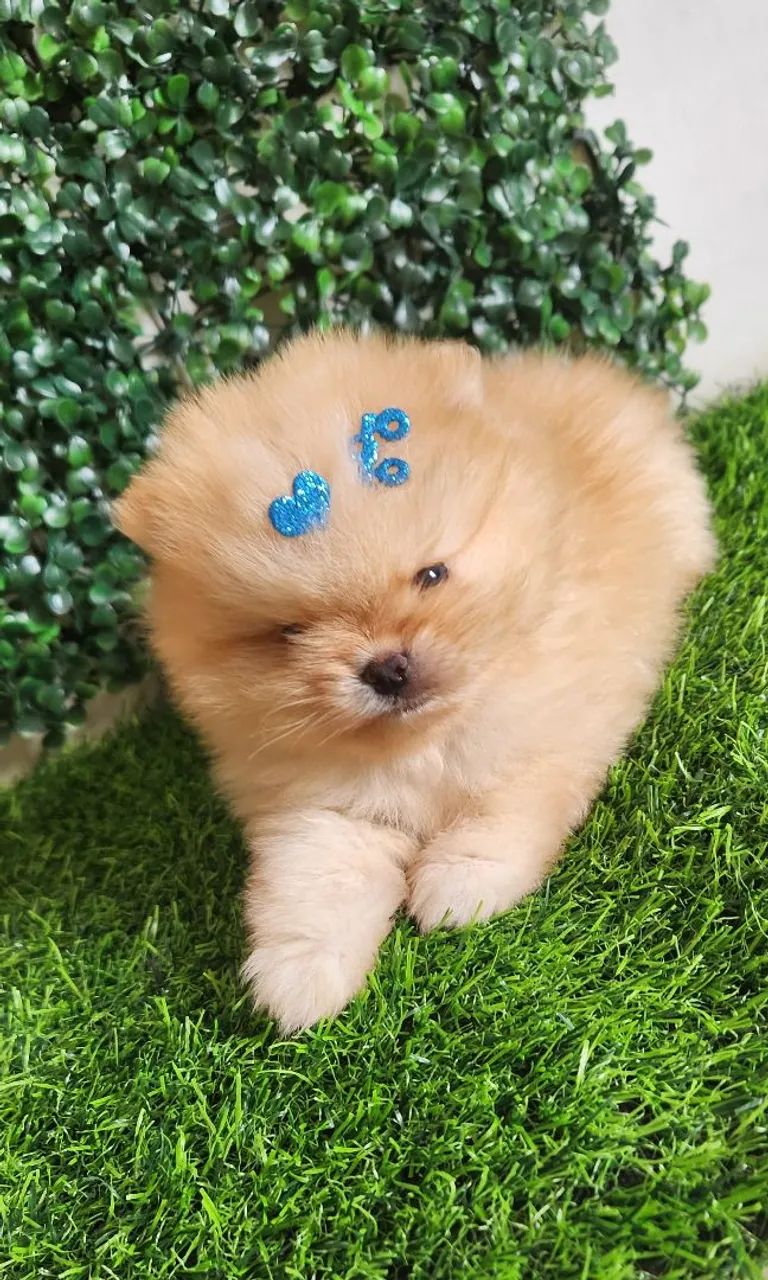 Lulu pomerania. 