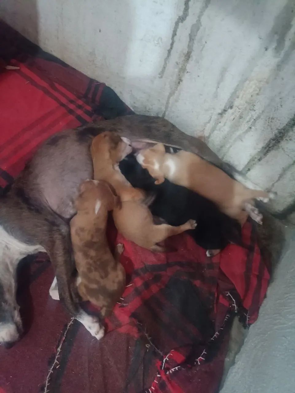 Vende cachorro pinscher  - Foto 2