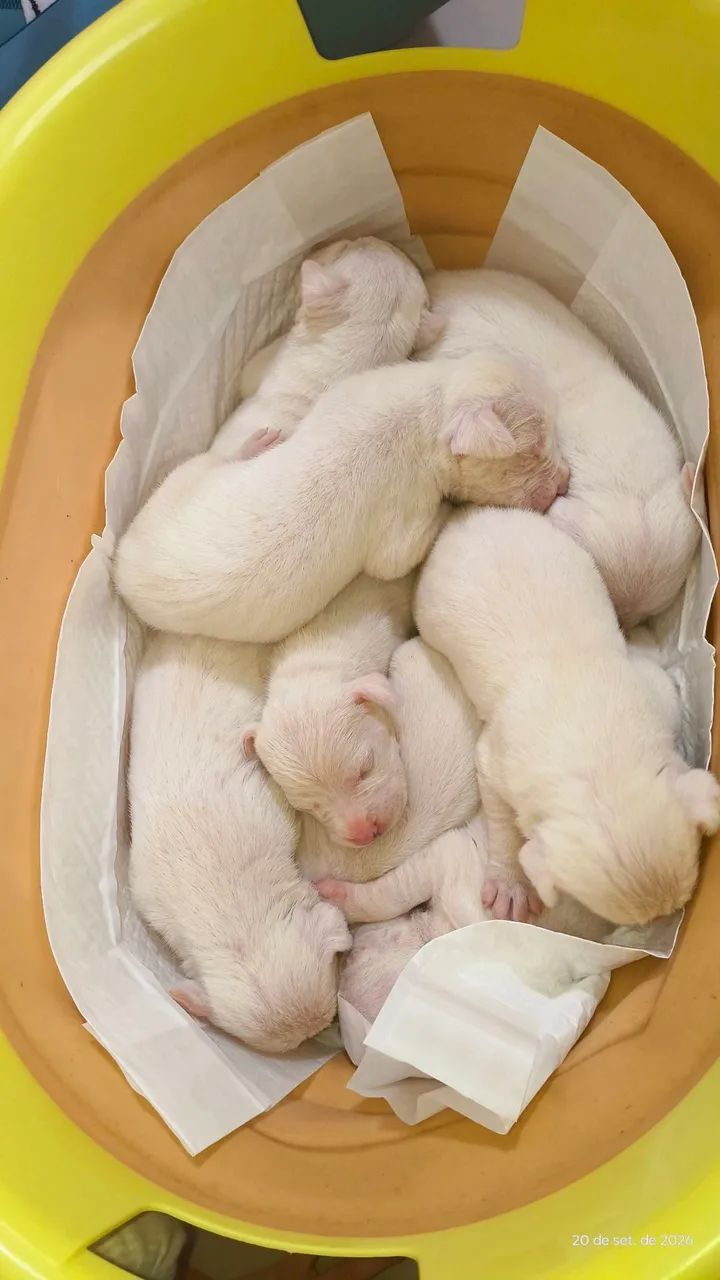 Dogo Argentino  - Foto 3