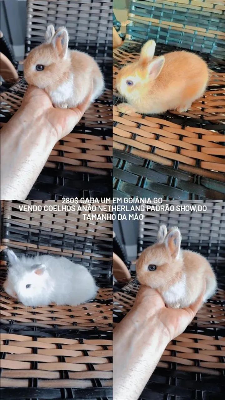 Vendo coelhos anão netherland padrão show,do tamanho da mão 