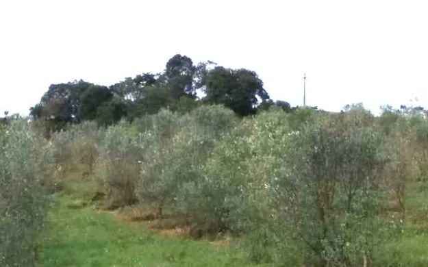 Oliveira Arbequina (vendo mudas) - Foto 3