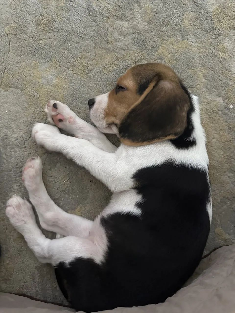 Filhotes de Beagle Incríveis  - Foto 2