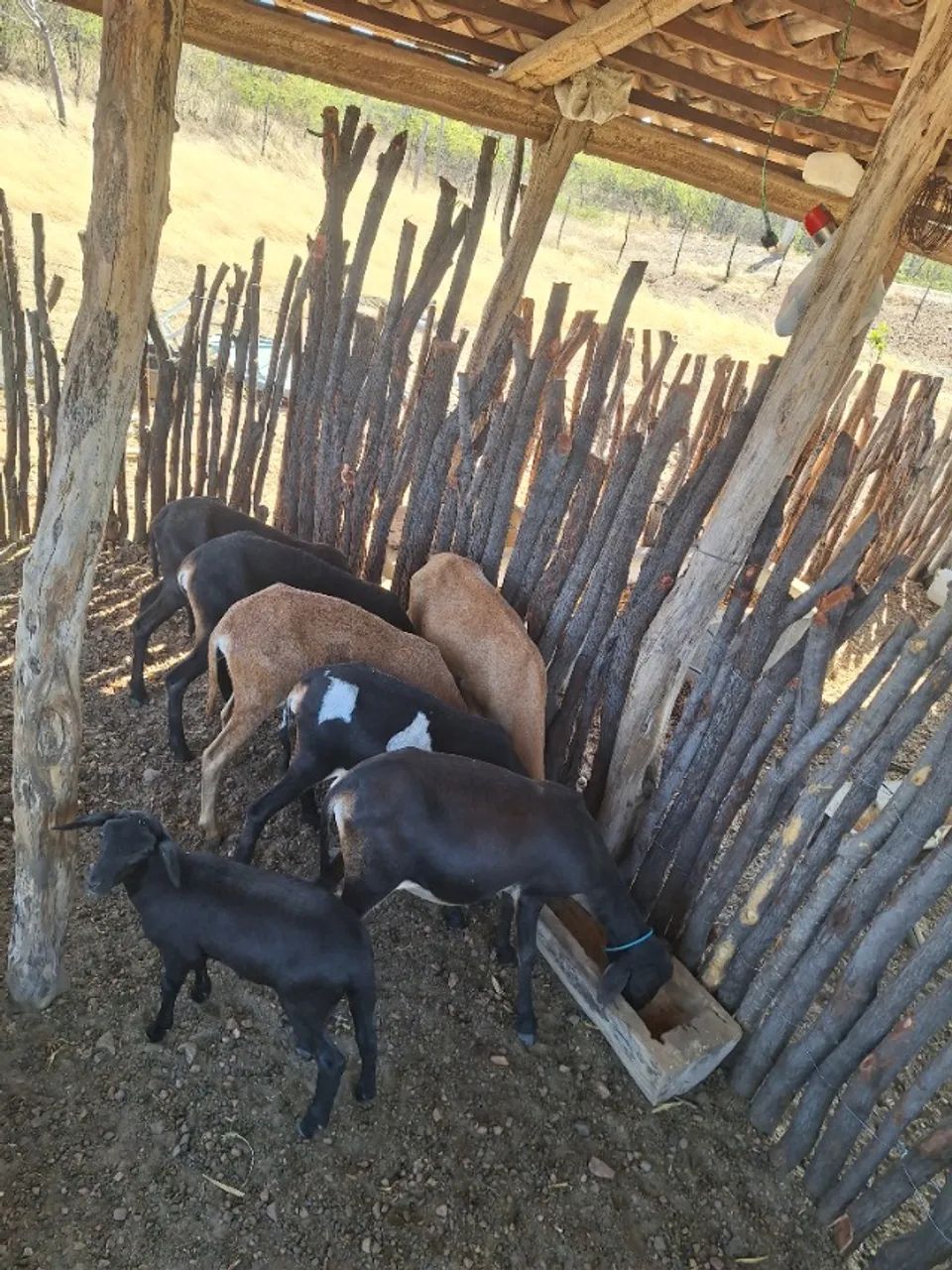 Animais  - Foto 4