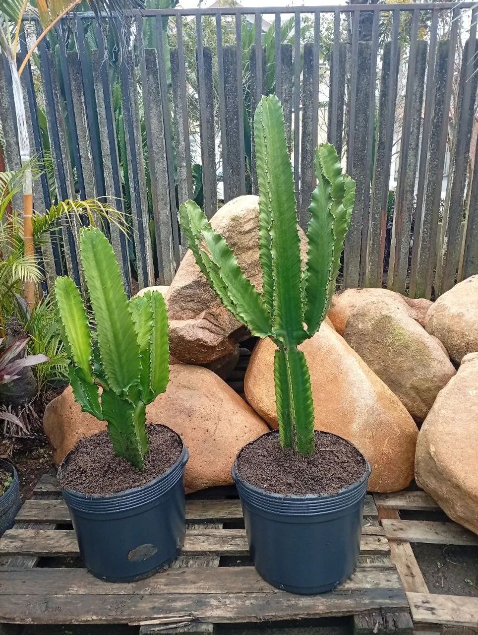 Vaso de cactos ?