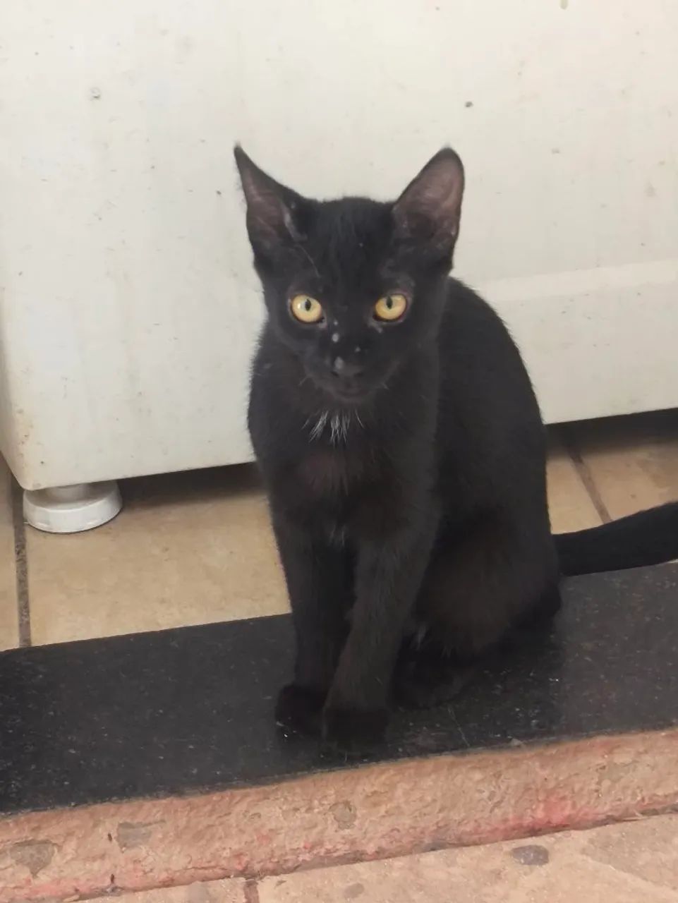 Gatos para adoção 