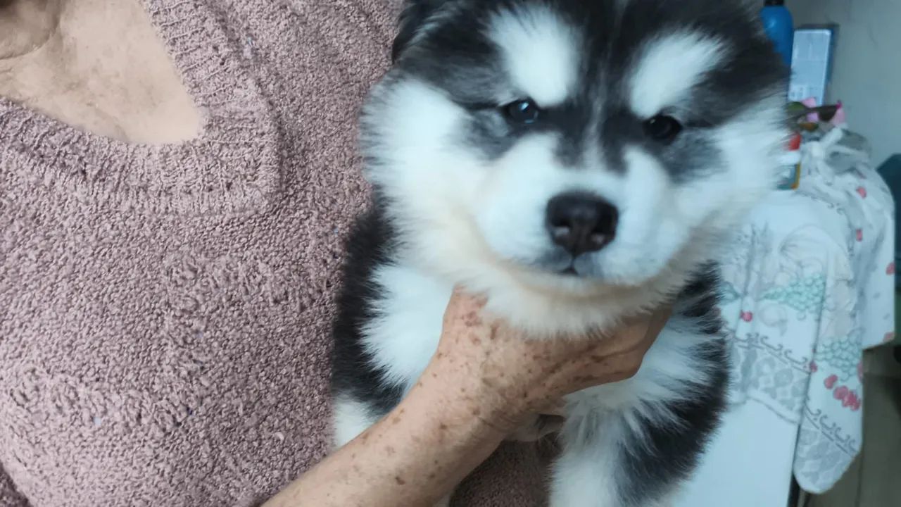 Husky macho  - Foto 3