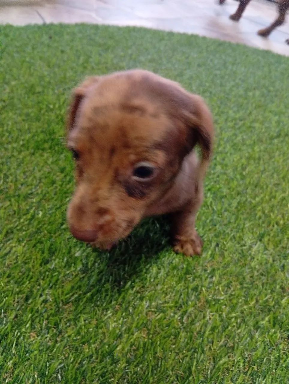 Filhotes de daschund  - Foto 3