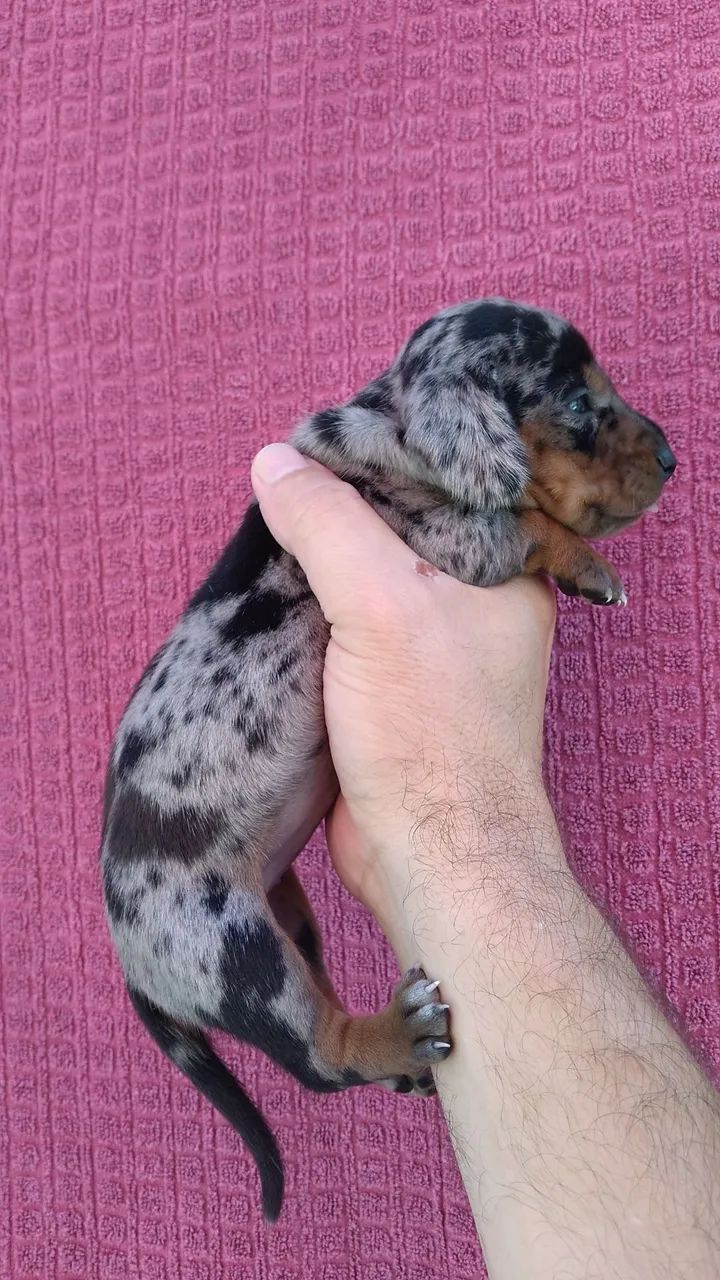 Femea top dachshund para reserva - Foto 4