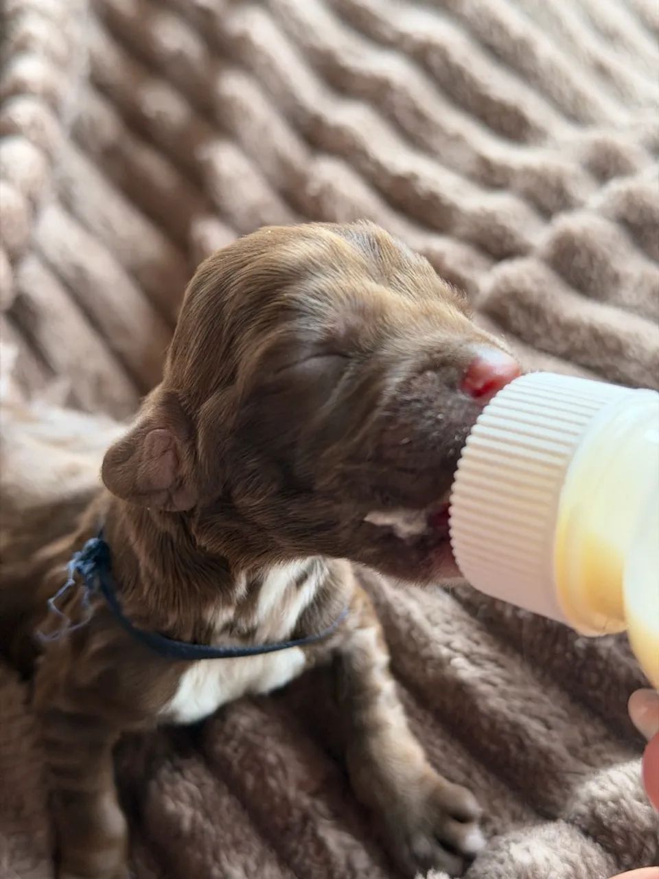 COCKER SPANIEL CHOCOLATE MACHO - Foto 5