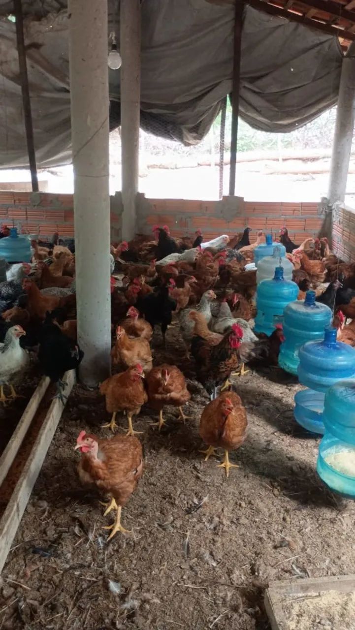 Vendo Caipirão.  - Foto 2