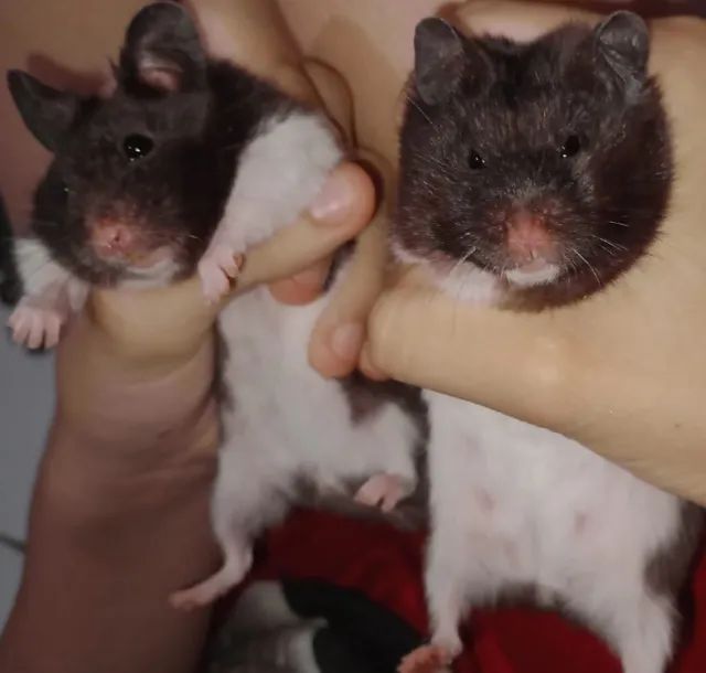 Casal de Hamsters - Foto 4