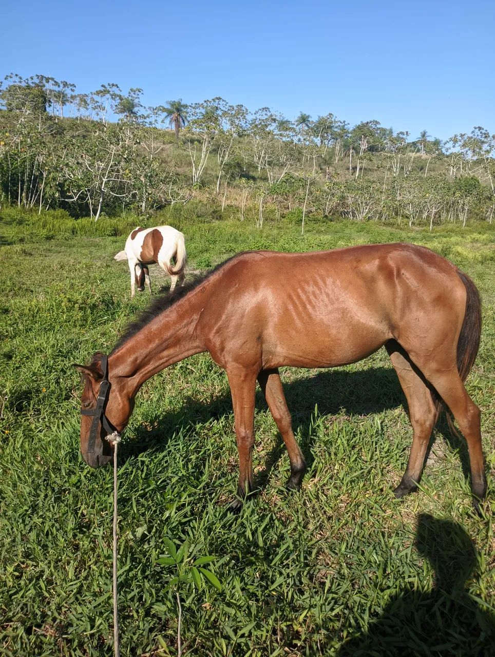 Vendo poda - Foto 5