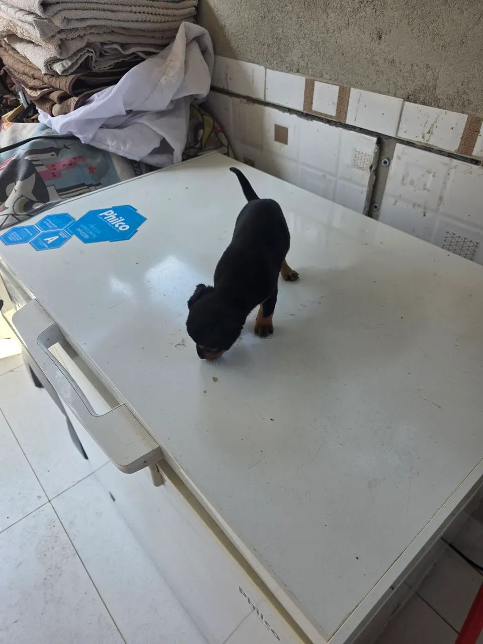 Pinscher N° 2 - Foto 5