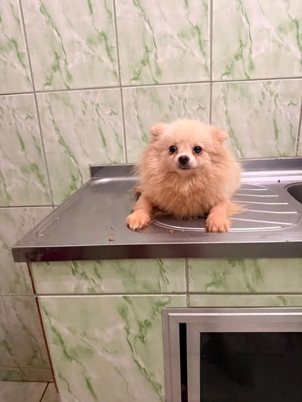 Cachorro  - Foto 2