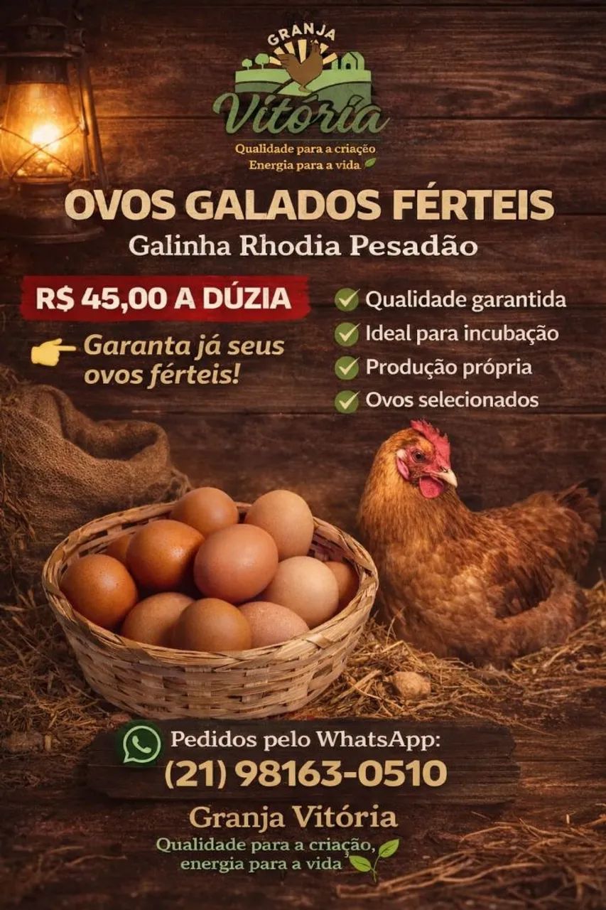 Frangas frangos pintinhos galinhas da angola ovos galados rações codornas  gsb - Foto 4