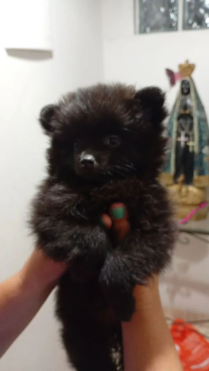 Spitz alemão  - Foto 4