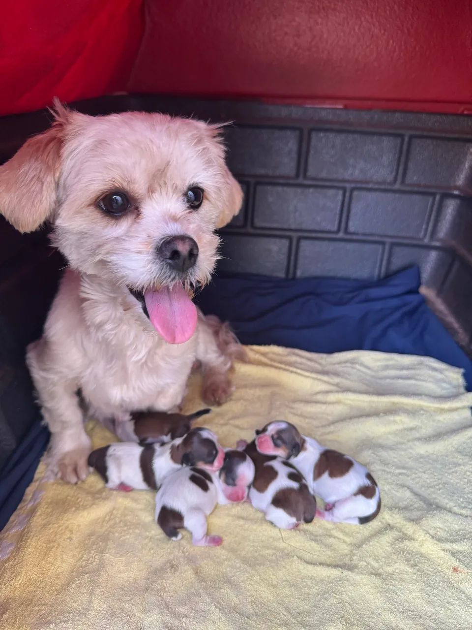 Vendo 2 cachoro macho raça shih tzu  - Foto 4