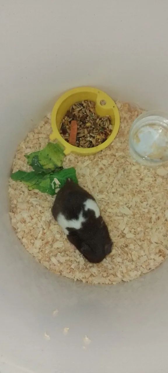 HAMSTERS SÍRIOS LEGÍTIMOS 