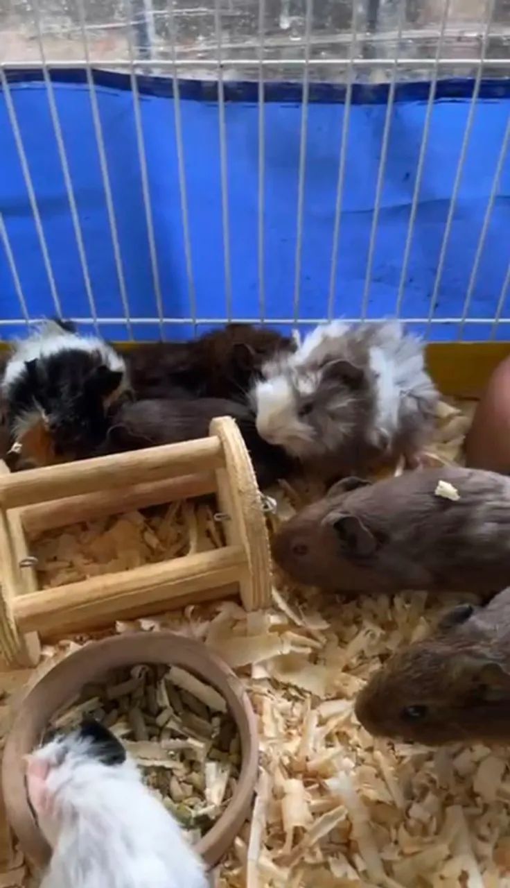 Porquinhos Da Índia  - Foto 2