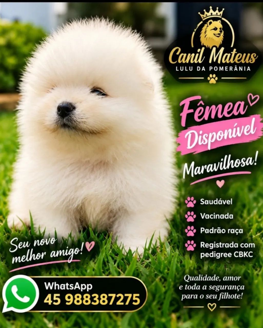 Spitz alemão branquinho 