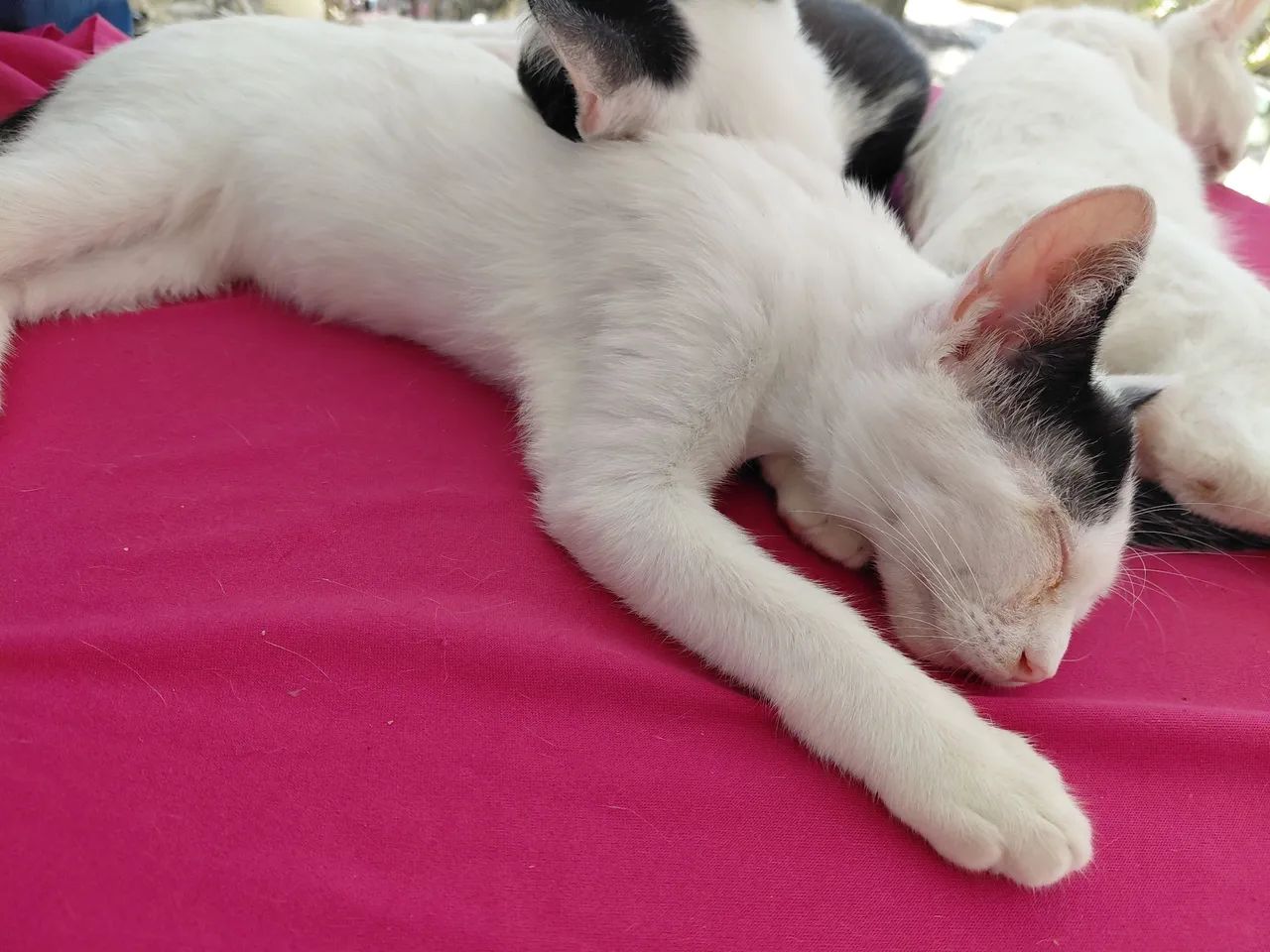 Gatinhos para adoção  - Foto 4