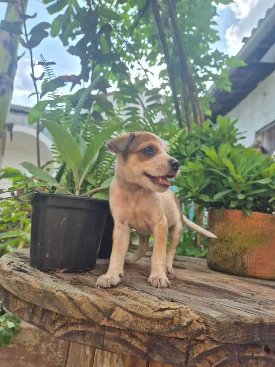 Doação de cachorrinhos - Foto 4